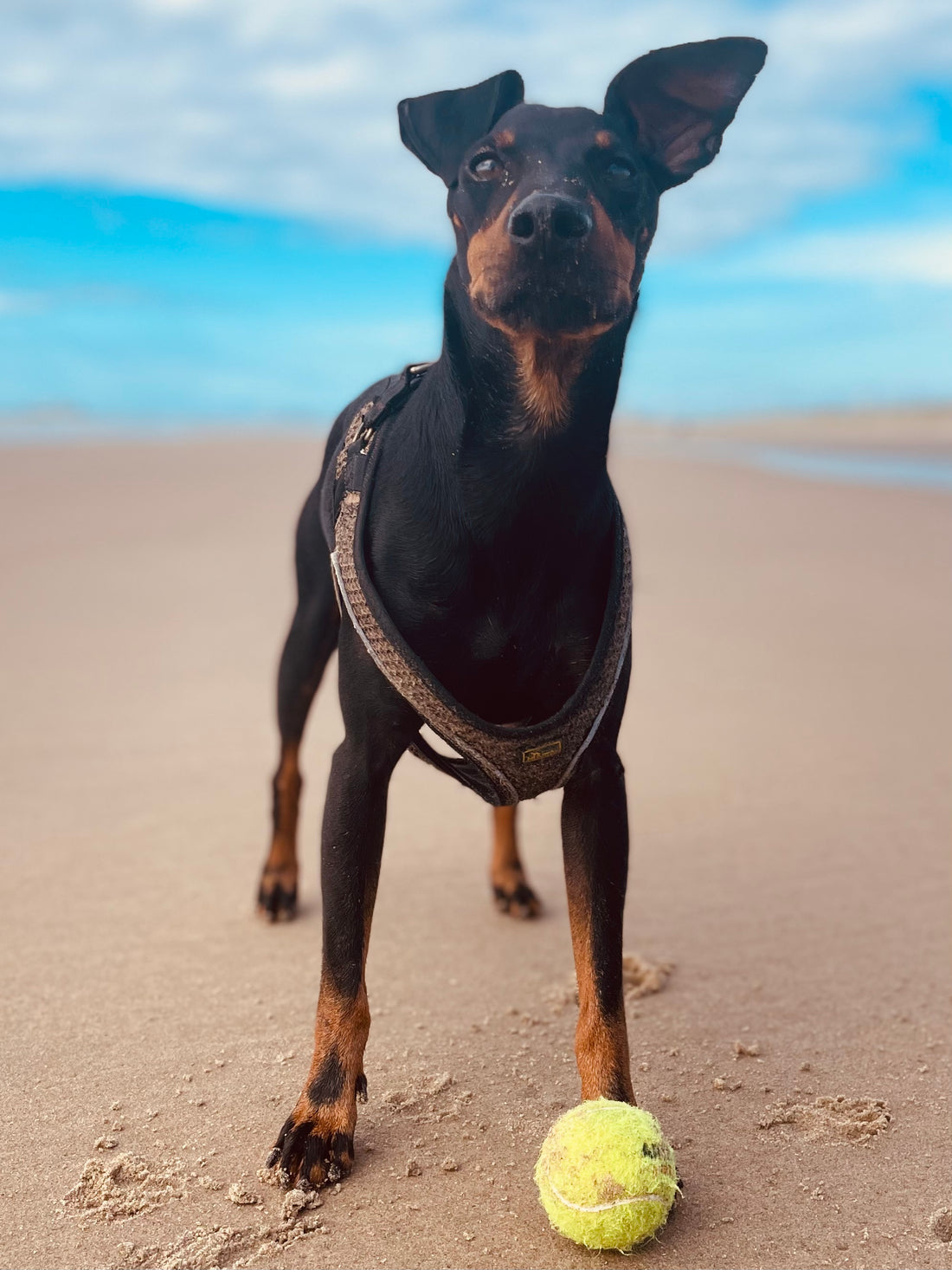 Gloves with character made of dog leather